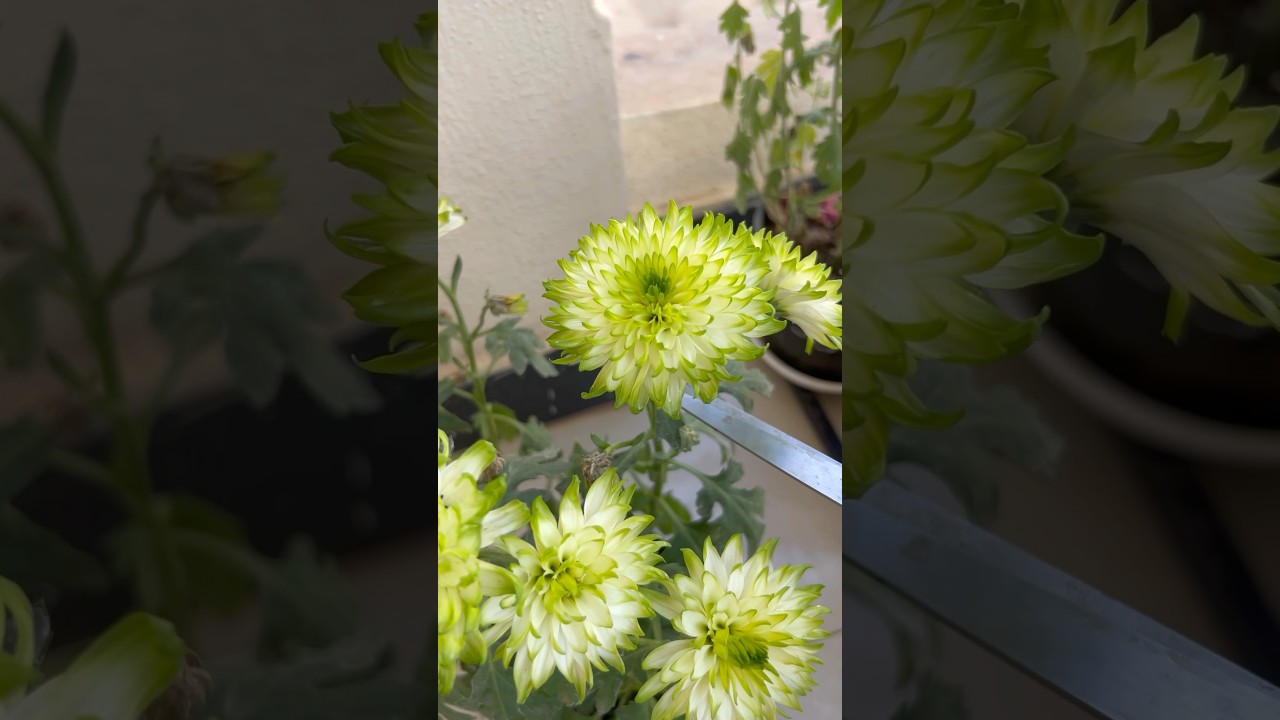 🌺Mini-Vlog-96🦋-Happy pongal 😍🤩🌾