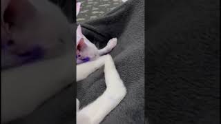 Download Mp3 Cat showing off his DJ Skills!ππ
Chugchug!π
 #cats #dj #cute #justforfun #shortsfeed #shorts #viral Gudang lagu Download Mp3 Cat showing off his DJ Skills!ππ
Chugchug!π
 #cats #dj #cute #justforfun #shortsfeed #shorts #viral