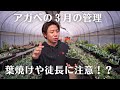 【アガベの3月の管理方法】葉焼けや徒長に注意？！