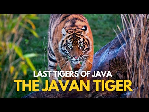 Video: Javanese tiger alive? Description of the species