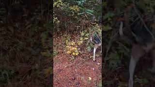 Bear Hunting