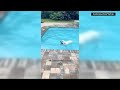 Viral dog loves swimming pool