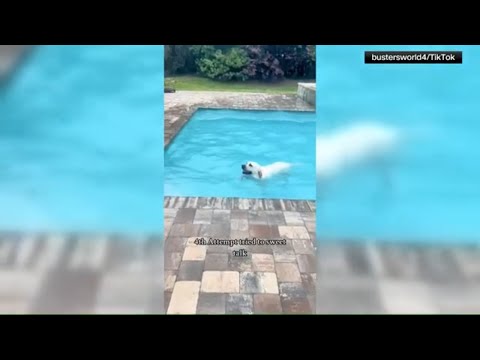 Viral dog loves swimming pool