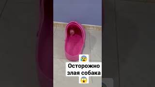 Осторожно злая собака #питбуль #опасность