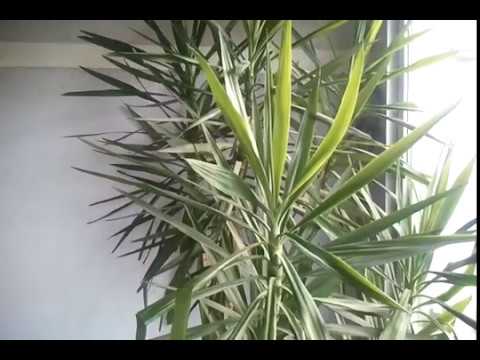 Video: Yucca vs. Rastliny Dracaena: Aký je rozdiel medzi Yucca a Dracaena