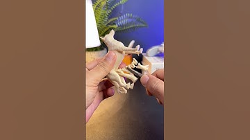 3D Printed Belgian Shepherd Dog Malinois 🐕 | Realistic Dog 3D Model for Printing #3dprinting #3d