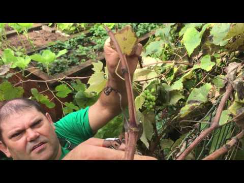 Vídeo: Como Podar Uvas