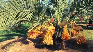 Dates Palm Cultivation Process from planting until harvesting and packaging ||Agriculture Technology
