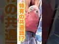 【質問】「スサー」「にぎころ」って何？鳥飼い用語を解説しますww【オウム・インコ】