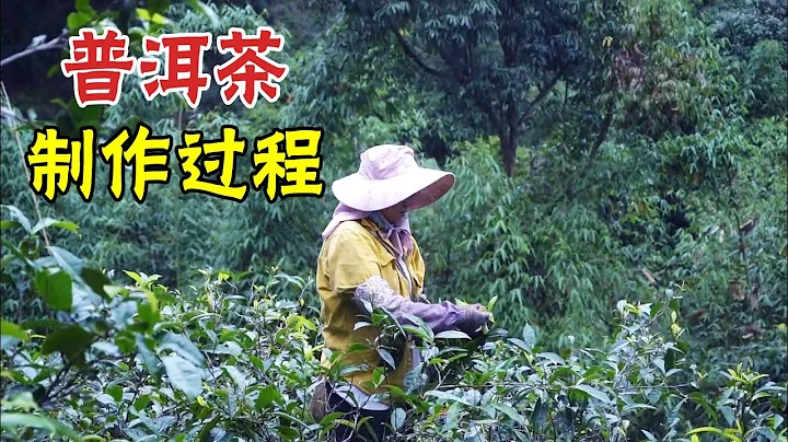 实地体验采摘古树茶，生态普洱茶手工制做全过程，涨知识了【旅行者希皮士】 - 天天要闻