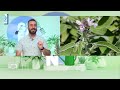 علاقة النحل بالزهر... تعرفوا عليها أكثر ضمن فقرة Green