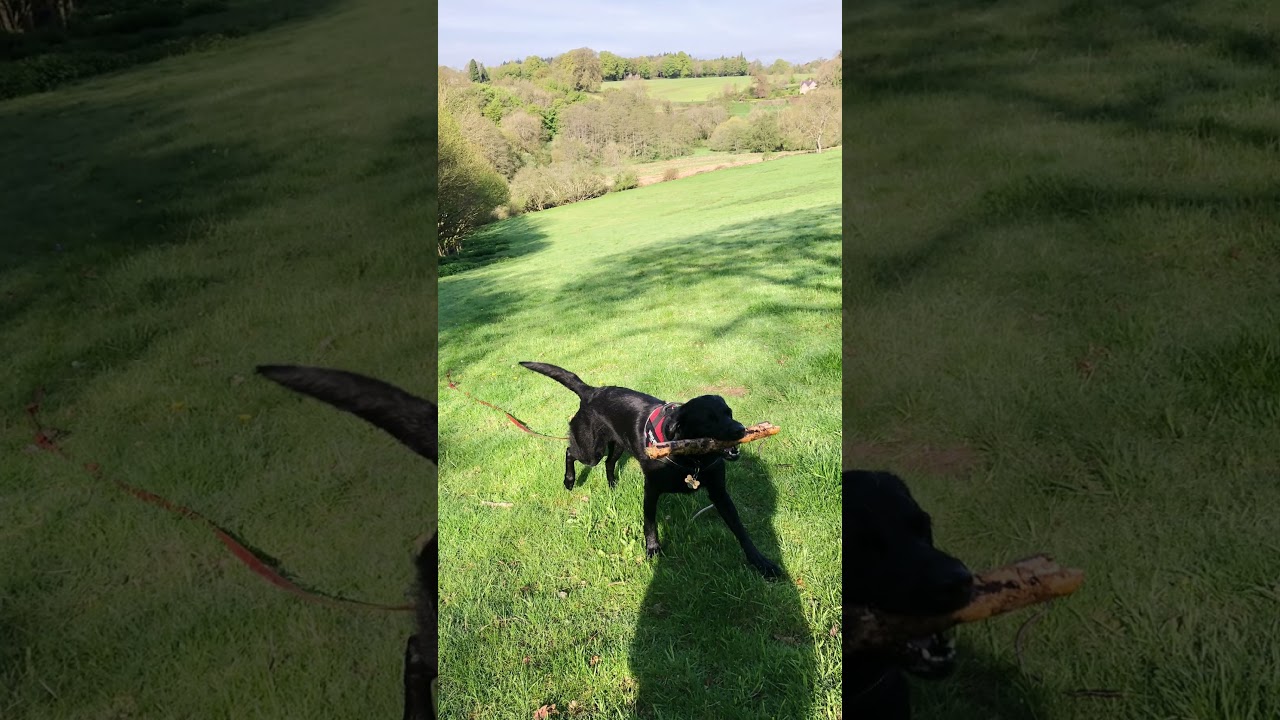 Lulu in Tisbury a Trusted house sit 