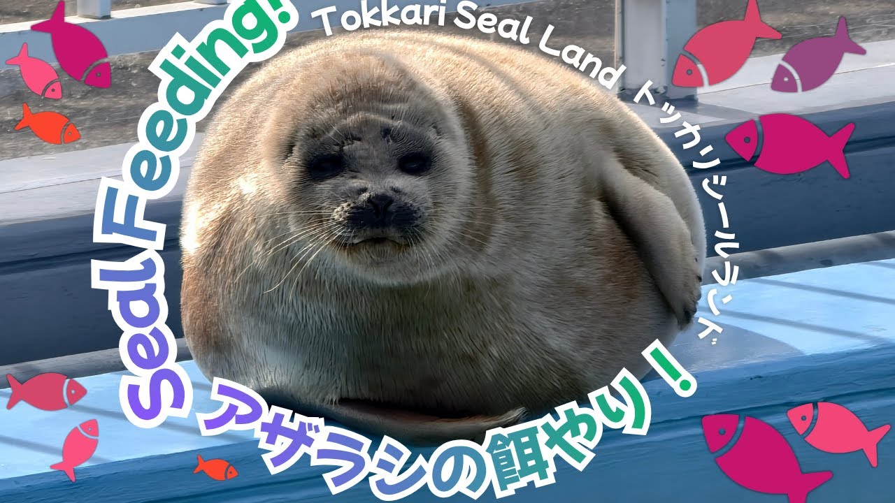 Okhotsk Tokkari Center Seal Feeding featuring Tsuki, Mashiro, Meme! Cute Seals オホーツクとっかりセンターアザラシ給餌 🦭