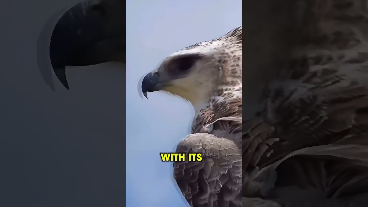 This Eagle S Grip Can Crush Bones Shorts Short Animals Birds Eagles Nature Subscribe