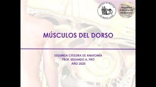 L1.2 | Músculos del dorso | Anatomía 2 | FMed UBA