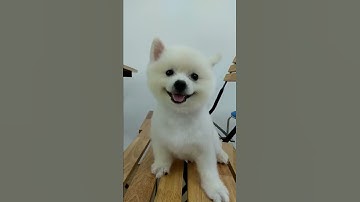 Phòng khám thú y, chữa bệnh, làm đẹp, bán phụ kiện chó mèo Pet Care Vinh