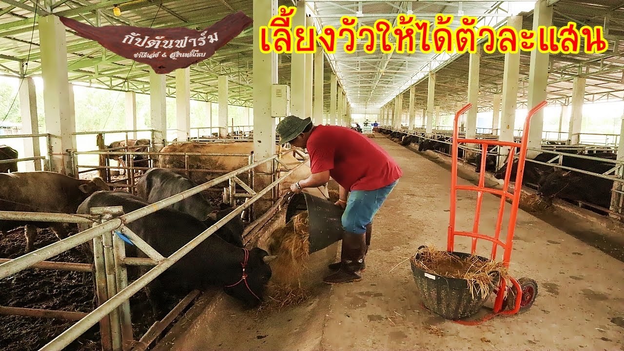 Посетите тайскую ферму крупного рогатого скота Wagyu, провинция Сурин, Таиланд