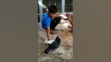 MERPATI JAGUAR MARAH