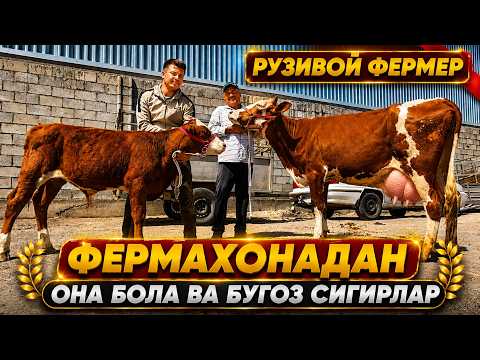 ФЕРМАХОНАДАН СУТДОР  ОНА БОЛА ВА БУГОЗ  СИГРЛАР РУЗИВОЙ ФЕРМЕР !