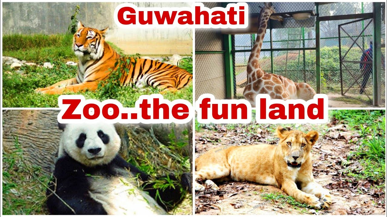 Guwahati Zoo 2022 The Assam State Zoo and Botanical Garden YouTube