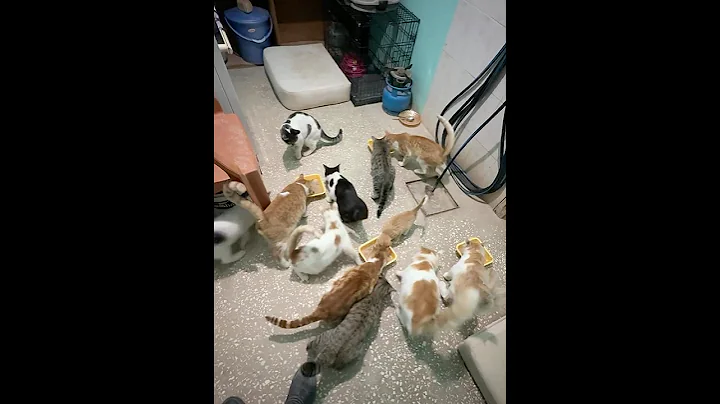 Watch the video about BIG HUNT IN THE SERENGETI #cat #catlove #animallove #babyanimals