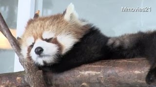 レッサーパンダ今日の昼寝風景