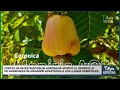 Conozca las variedades de marañón para los llanos orientales - TvAgro por Juan Gonzalo Angel