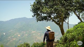 Trà Phổ Nhĩ Cổ Thụ Việt Nam - Vietnamese Ancient Pu-Erh Tea