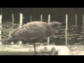 Young Glaucous-winged Gull. Молодая серокрылая чайка (polozov 930)