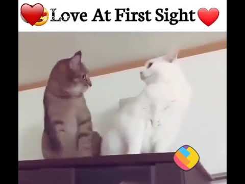 love-at-first-sight-of-cats
