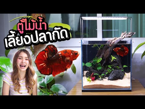 ตั้งตู้ไม้น้ำ เลี้ยงปลากัด ทำตามได้ง่ายมากๆ | MarangMod Channel