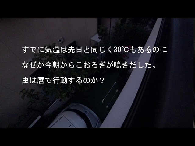 こうろぎが鳴きだした。2020.8.17　Mon