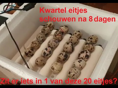 Video: Hoeveel Tyd Om Kwarteleiers Te Kook