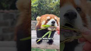 POV: Ketika Kamu Laper Tapi Tetap Harus Estetik ✨ #funnyshorts