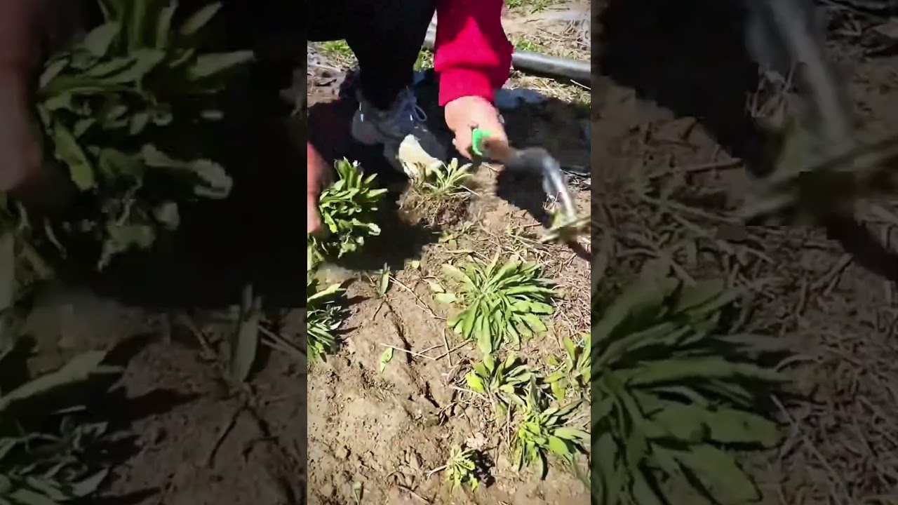 Cool agricultural tools for uprooting wild plants 