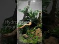 Make a terrarium with aquatic plants #shorts