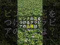 クラピアはピンクの花をつける品種があります #Shorts