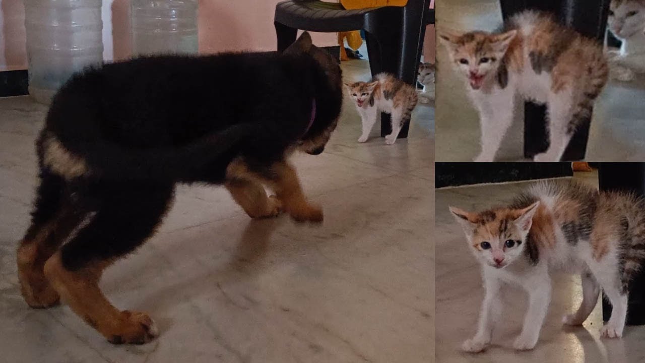 Wolfie Attack Cat Micky- German Shepherd Puppy Attacking Baby Cat - YouTube