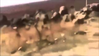 LiveLeak - Russian Mi-24 Helicopter Extremely Low Pass In Syria