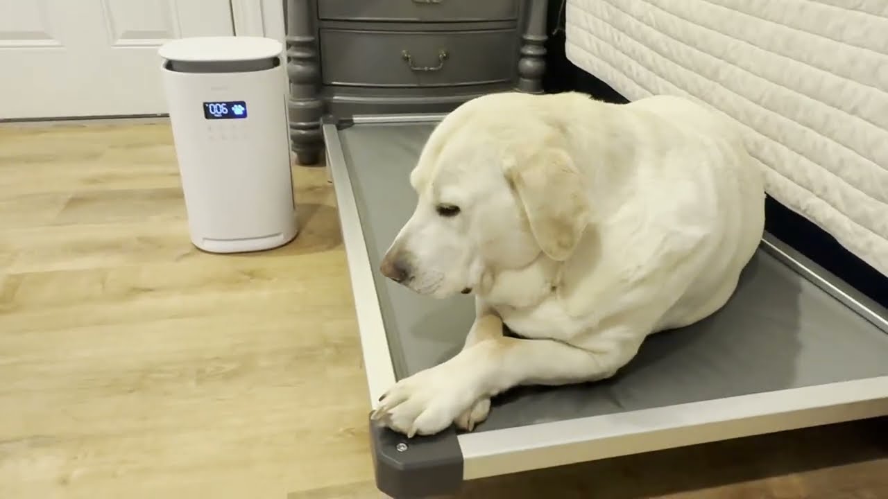 Джаспер оставляет отзыв о воздухоочистителе Provirtec AP-12.