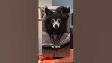 Thumbnail of Waiting for Mon to Come Home - Acoustic Version (Puppy Songs)