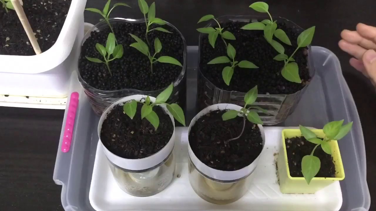 パプリカの苗植え替えて約2週間 Youtube
