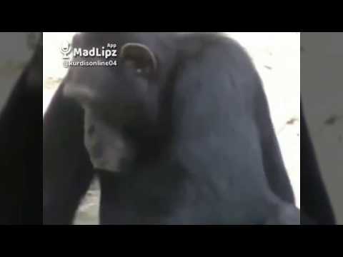 Kürtçe dublaj komik videolar (maymun cefo 🐒)