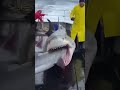 #낚시대 #shark #바다 #낚시 #fishingvideo