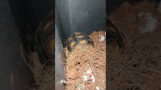 Our Sulcata and Red Foot Tortoise / EA Avian and Exotic