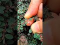 90% People Lgnore This Powerful Medical Weed!#shorts #plants #farming #shortvideo #viral #trending