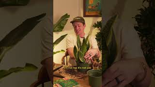 Heres How I Separate And Repot Snake Plants.