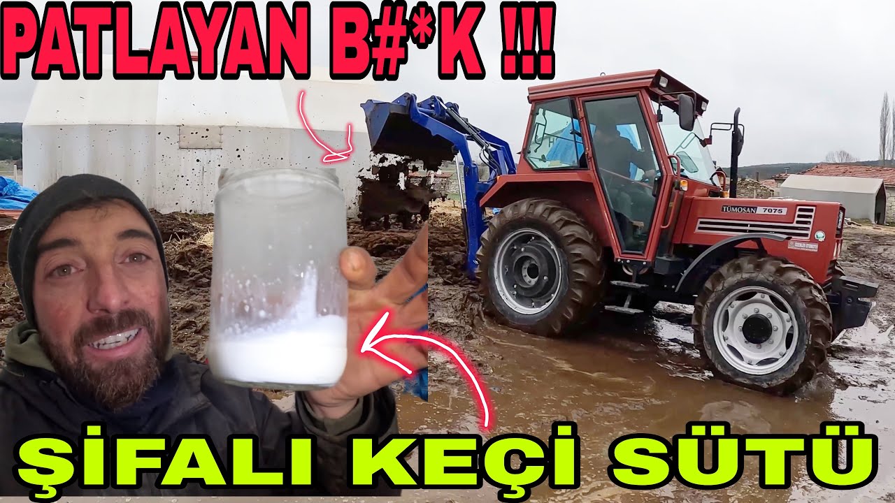 KEÇİ SÜTÜ SAĞDIM~KAHVE İÇİN~PATLAYAN ÇIVIK GÜBRE TEMİZLİGİ POTT