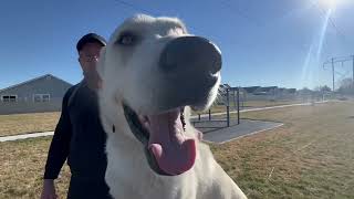 Jace- 2 Year Old German Shepherd Husky Mix- 2 Week Board and Train by Off Leash K9 Boise 42 views 2 weeks ago 8 minutes, 8 seconds