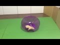 フライングソーサー・回し車で遊ぶキンクマハムスター/Kinkuma hamster playing on the Flying Saucer